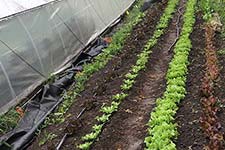rows of lettuce with hoop house