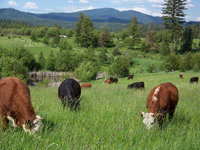 Cattle graze with hills, mountains and trees in background