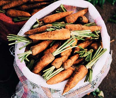 Bag of freshly harvested carrots